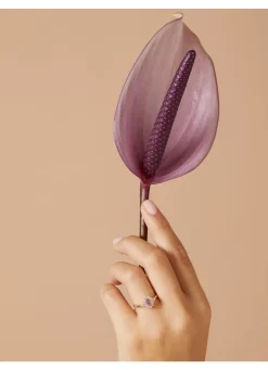 Geelgouden ring, 0.60 ct roze saffier, Eden